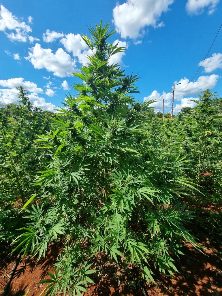 La plantación de cannabis industrial involucra a familias agricultoras y comunidades indígenas, reportó la Cámara de Cáñamo Industrial del Paraguay (CCIP).