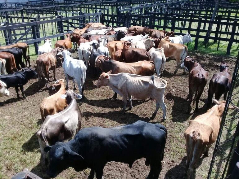 De la estancia de Montiel Potrero de Caapucú desaparecieron 31 cabezas de animales vacunos.