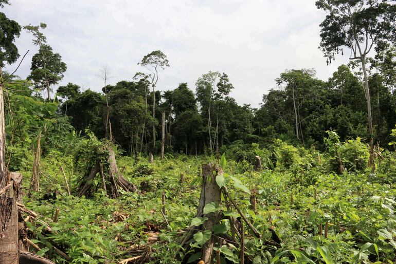 Una zona deforestada en la Amazonía de Perú.