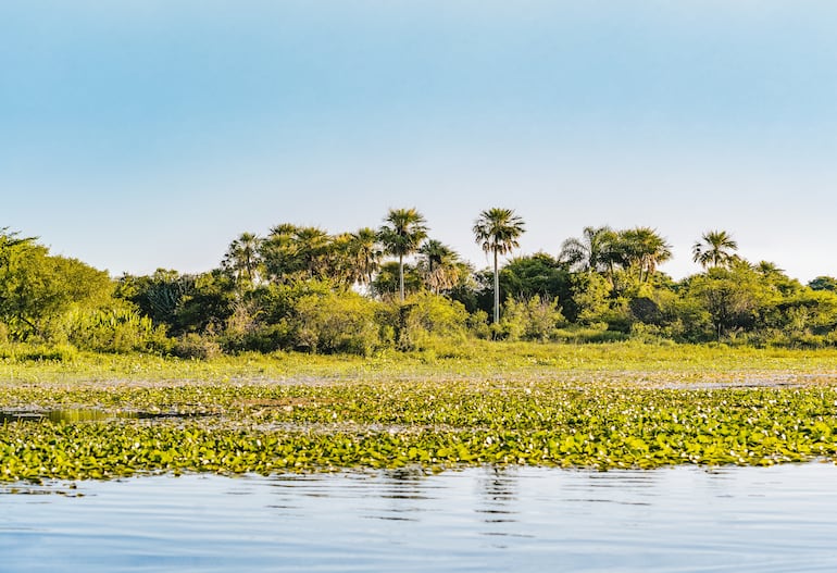 Esteros del Iberá, Corrientes.