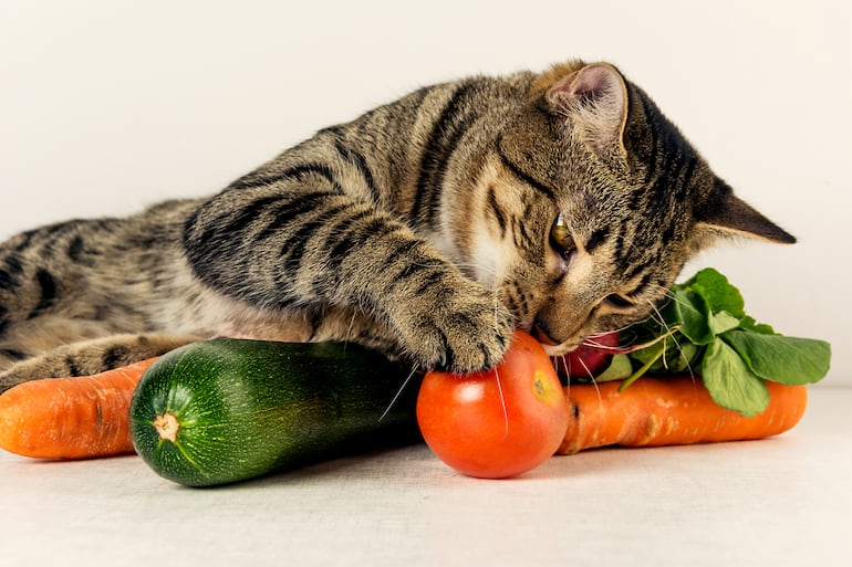 Los resultados mostraron que quienes alimentaban a su gato con una dieta vegana reportaron menos problemas de salud en el animal.