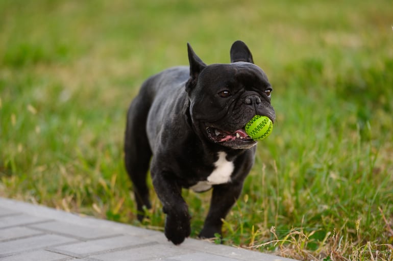 Perro de raza Bulldog Francés.