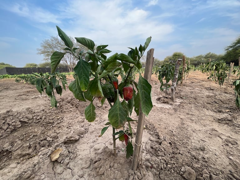 La visión con la huerta es que la escuela sea totalmente autosustentable en los próximos años y el gran desafío sigue siendo el calor que en días extremos ronda los 47 grados.