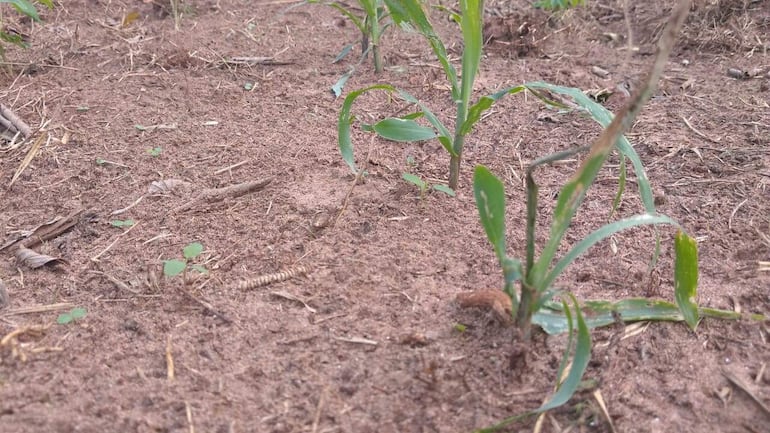 Plantas de maíz no se desarrollan en San Juan Nepomuceno.