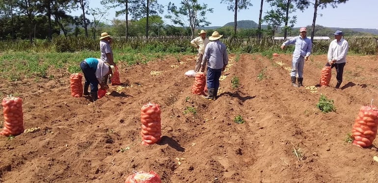 Los productores de papa quieren vender a precio justo y tienen más de 50.000 kilos para la venta.