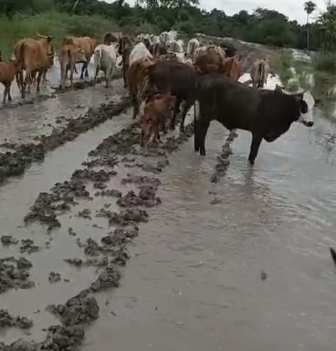 La crecida del  río Tebicuary obliga a los pequeños, medianos y grandes productores de ganados a evacuar la zona de Ciervo Blanco, distrito de San Juan de Ñeembucú.