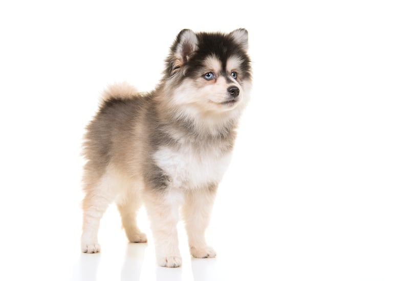 Pomsky.