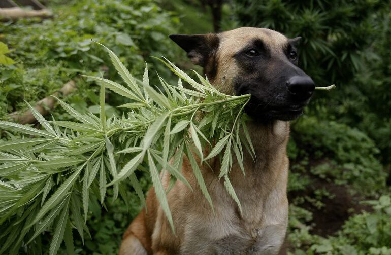 Nuestras mascotas comparten en el hogar con nosotros y nuestras familias, al hacerlo están expuestas a diversas circunstancias, como por ejemplo una intoxicación.