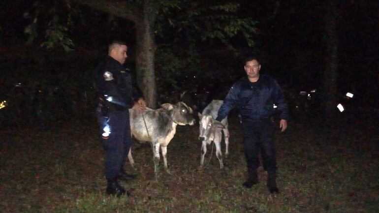 Los intervinientes lograron recuperar dos terneros hurtados de un tambo.