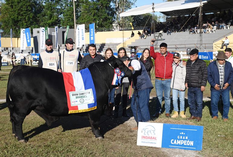 Gran Campeón Brangus, la número de catálogo  791, con RP 175, de Herrera Agrocomercial.