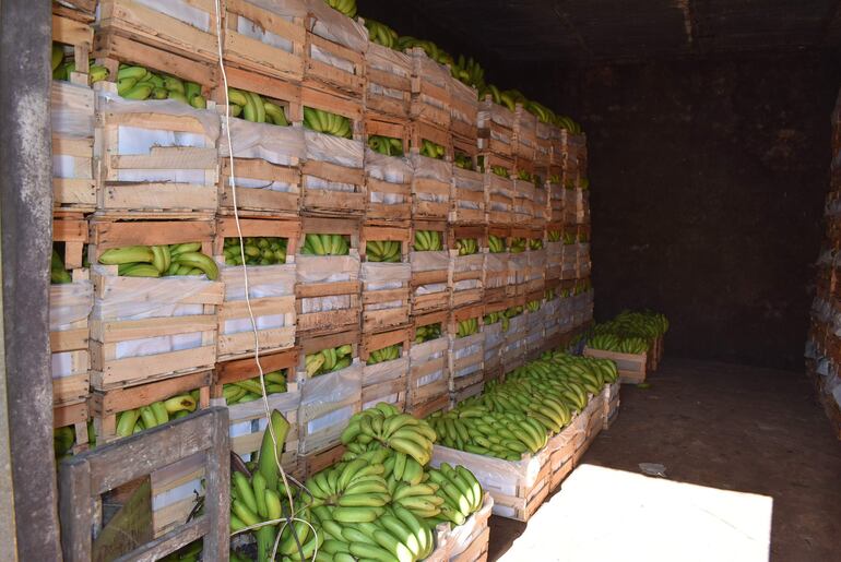 
Las cajas de banana son preparadas  cuidadosamente para su traslado a los puestos de comercialización 