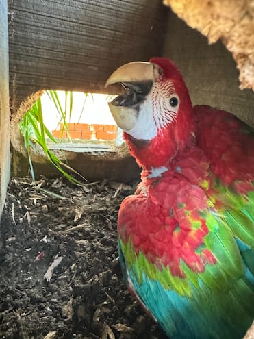 El primer guacamayo nacido en un nido artificial dentro de un entorno urbano en Paraguay.