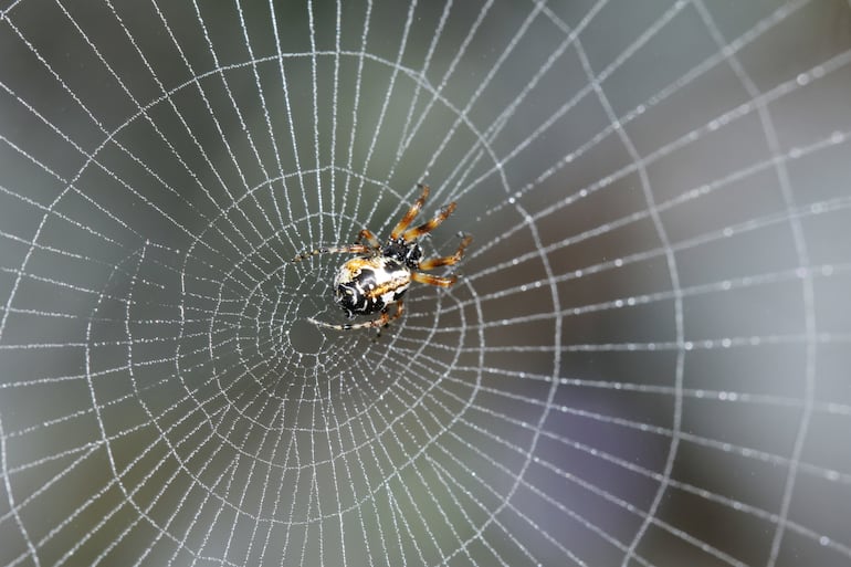 Araña Cyclosa.