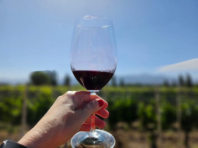 Copa de vino tinto, frente a un viñedo.