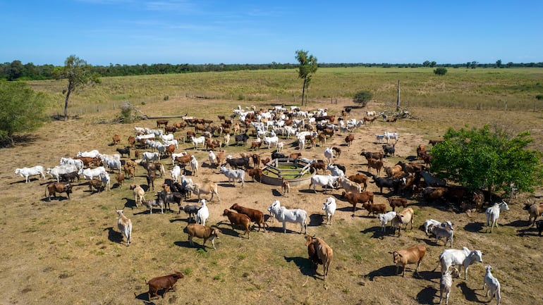 Ganadería bovina en el Chaco paraguayo