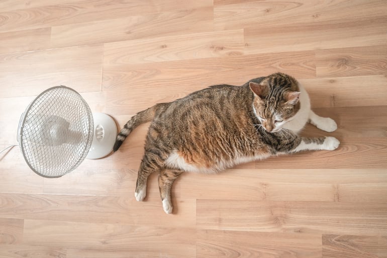 Gato se refresca con un ventilador.