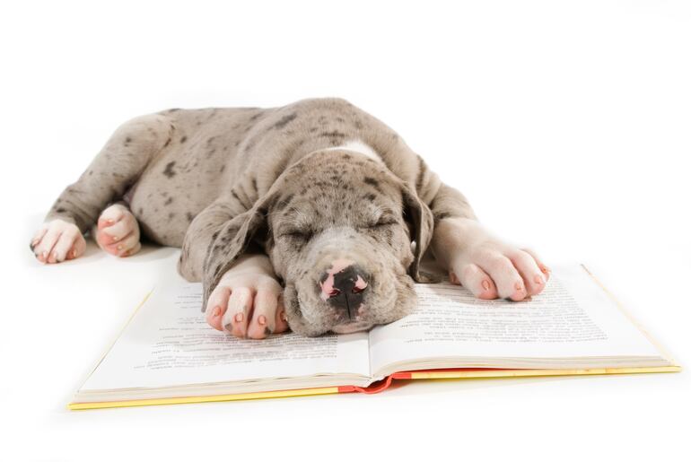 Tierno cachorro de Gran Danés duerme sobre un libro.