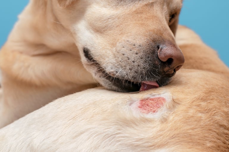 Perro con dermatitis.