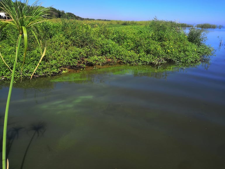 Otra zona del lago Ypacaraí teñida de verde.