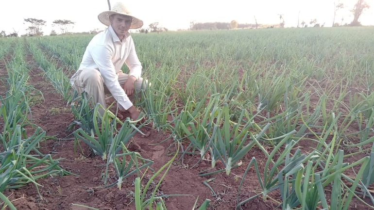 Esperan cosechar 4.000 toneladas de cebolla en Itapúa.