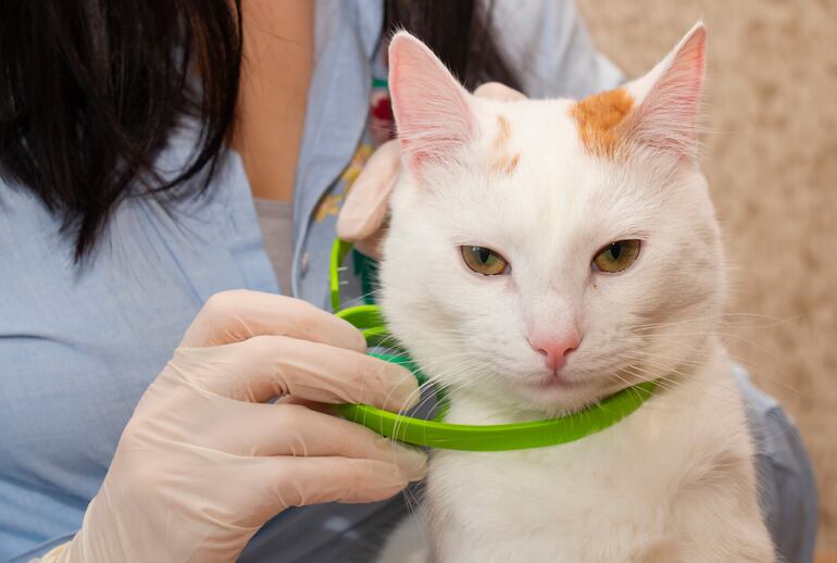 Una veterinaria coloca a un gato blanco un collar de color verde.