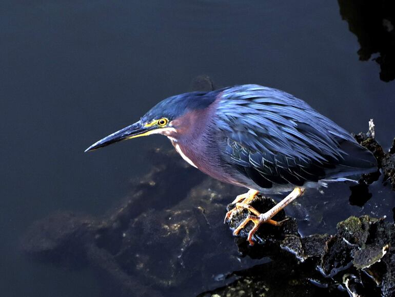 Diversas especies de aves conviven con la naturaleza y el entorno urbano.