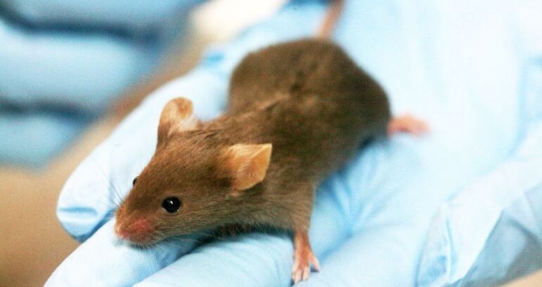 Los ratones son los principales vectores del hantavirus que podría ser mortal.