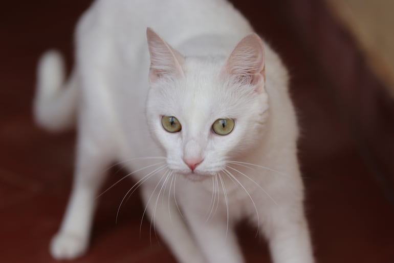 Existen al menos 32 especies de gatos blancos. En la foto, Sari, la mascota de Anapaula.