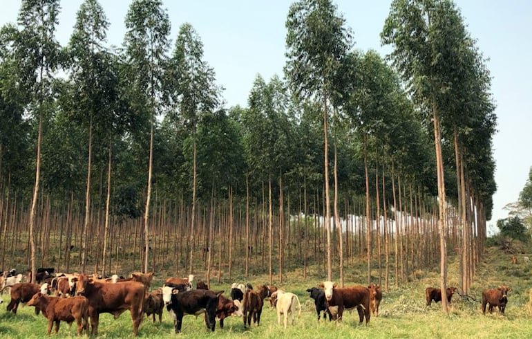 Panorama y perspectivas del comercio de la carne.