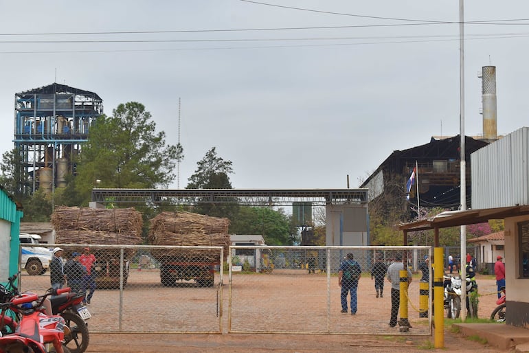 Productores vuelven a ingresar la caña dulce para el acopio en Petropar.