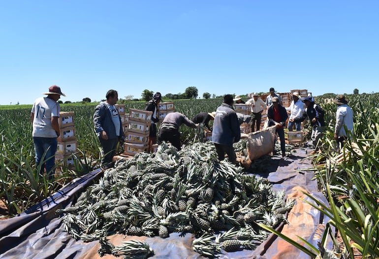 Importadores de Tucumán, Argentina, destacan la calidad de la piña paraguaya que es exportada a esa provincia del país vecino.