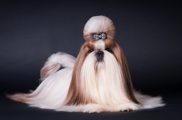 Perro de raza Shih Tzu.