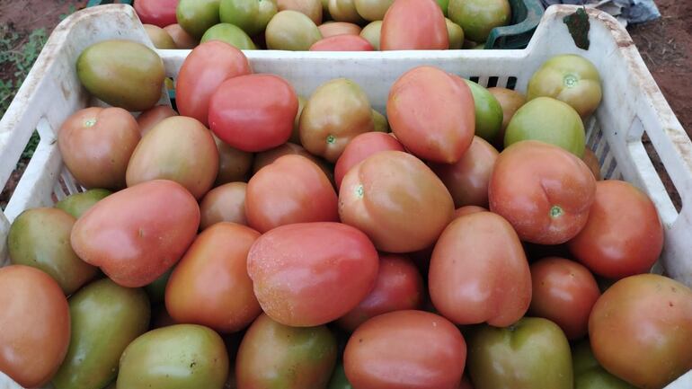 Tomate nacional abastecería el mercado desde la primera quincena de mayo.