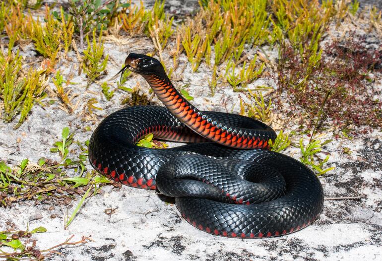 Pseudechis porphyriacus o serpiente negra de vientre rojo adulta, imagen ilustrativa.