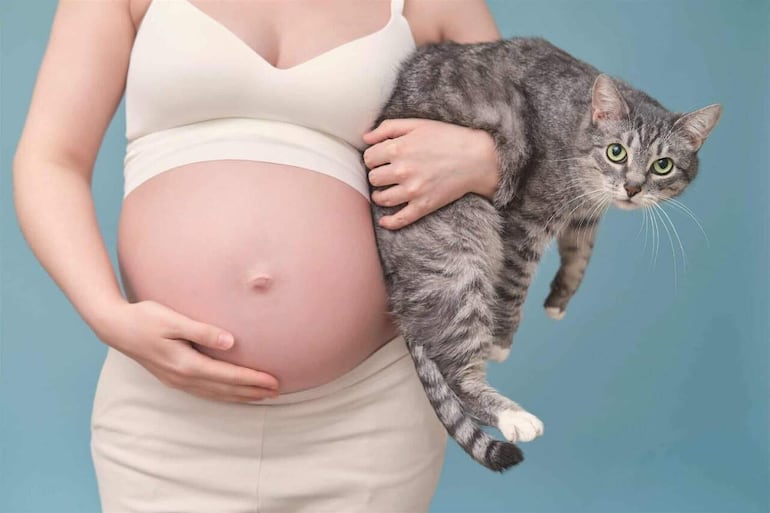 Las mujeres pueden disfrutar de su gato a lo largo del embarazo y ante cualquier duda consultar con un veterinario especialista en enfermedades infecciosas.