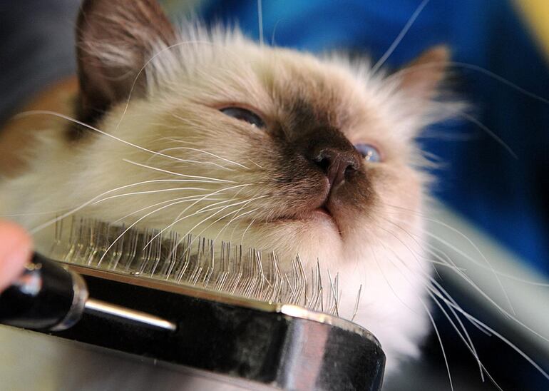 La médica veterinaria Monserrat Viveros afirma que particularmente en los gatos que se lamen mucho se pueden llegar a formar bolas de pelos, esto puede causarles estreñimiento y deberán acudir de emergencia al veterinario si no se controlar a tiempo.