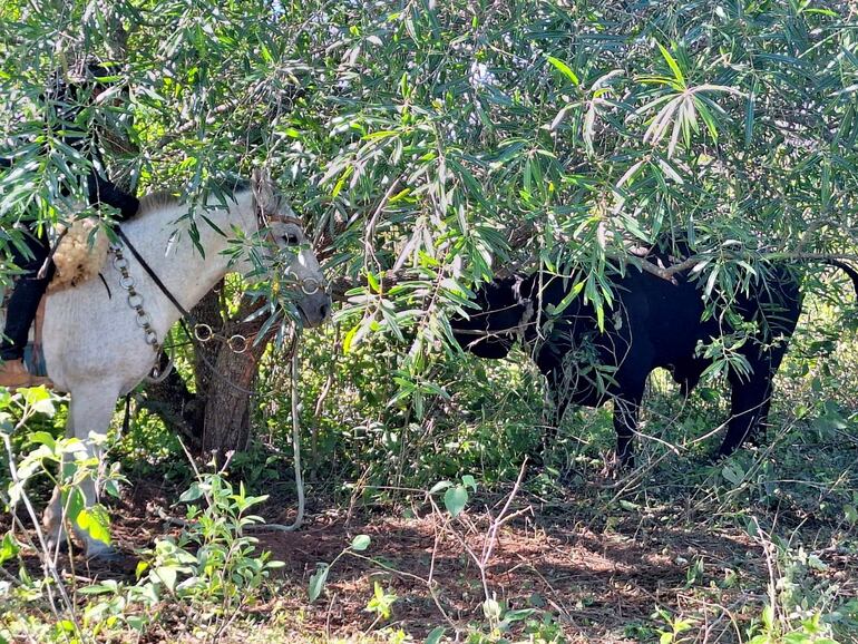 El animal  fue encontrado atado del cuello de un árbol a 15 kilómetros del lugar de donde fue hurtado