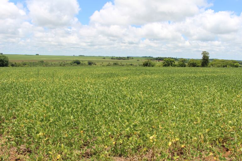 Productores de Caazapá denunciaron que el uso de pesticidas por parte de sojeros está matando sus cultivos.