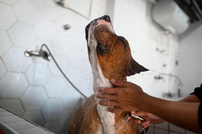 El perro necesita el baño y de ello nos damos cuenta cuando permanece en ambientes cerrados donde es fácil darse cuenta de los malos olores. Su veterinario le indicará si necesita algún producto especial para parásitos o enfermedad, y la frecuencia en cada caso.