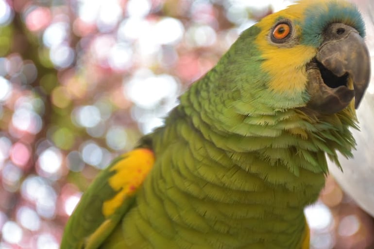 ¿Cómo es posible? Los loros son aves fascinantes, no solo por su belleza y colorido, sino también por su capacidad de imitar sonidos y hablar. Esta habilidad ha intrigado a científicos y amantes de los animales por igual.