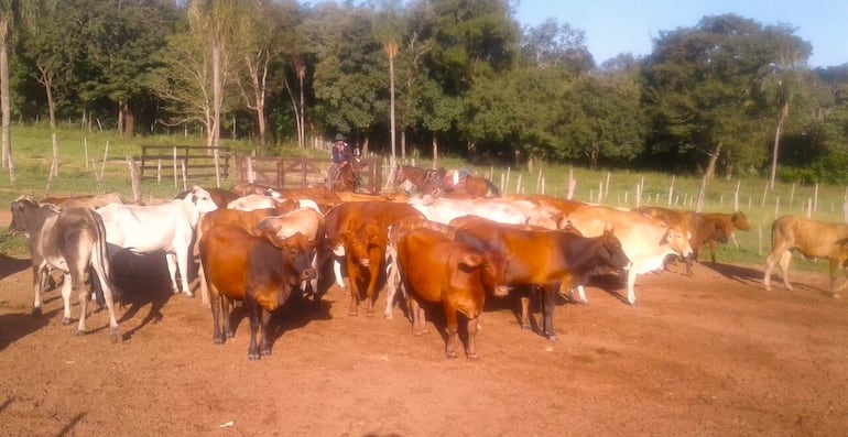 Del establecimiento ganadero de Acahay se alzaron con 13 animales vacunos.