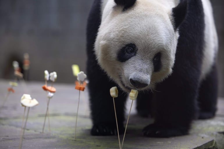 El panda gigante Xiang Xiang comiendo golosinas por su cumpleaños en el Centro de Investigación y Conservación del Panda Gigante de China en la Base Ya'an Bifengxia, cerca de Ya'an, provincia de Sichuan, China, 
