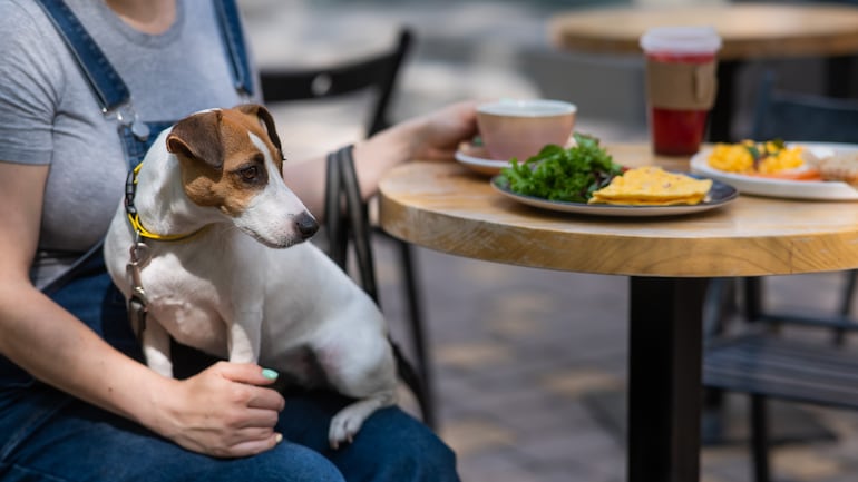 Un perro reposa en el regazo de su dueña mientras esta toma la merienda en un café.