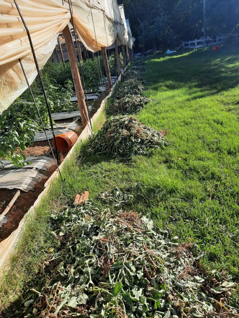 Los desechos que se obtienen de los invernaderos serán utilizados para la producción de humus.