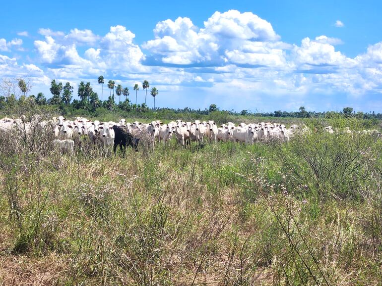 Los animales vacunos fueron abandonados por los cuatreros en una reserva natural.