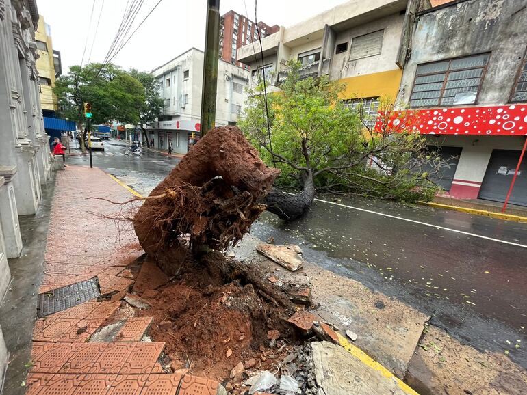 Tránsito bloqueado por caída de árbol en el microcentro asunceno.