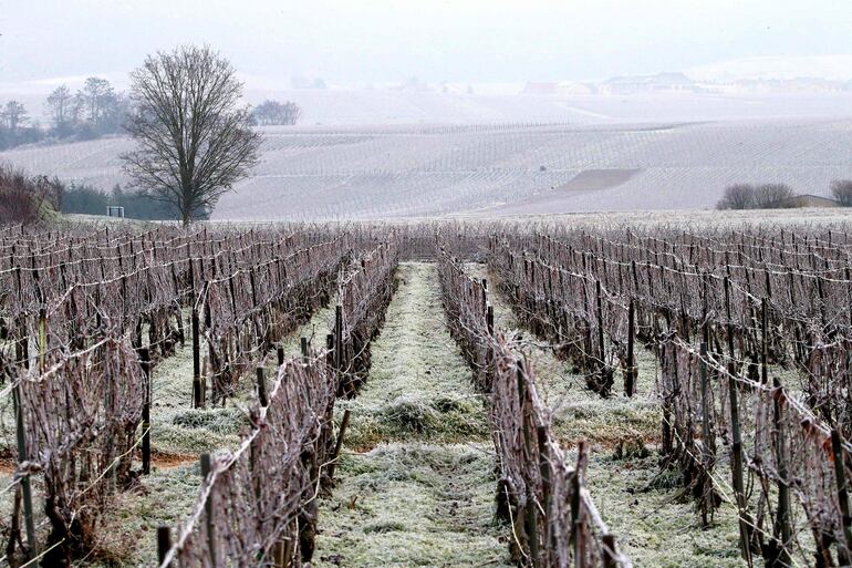 Esta fotografía, tomada el 18 de diciembre de 2022, muestra viñedos cubiertos de escarcha cerca de Villers-Allerand, en el noreste de Francia. Sequía aquí, heladas tardías allá, lluvias continuas en otros lugares.