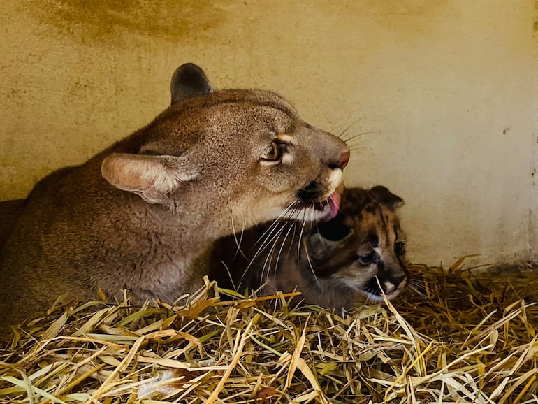 Jagua Pyta o Puma Concolor (imagen ilustrativa)