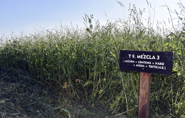 El uso de mix de abonos verdes o cultivos de servicio viene demostrando excelentes resultados en los campos donde se usa.