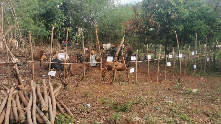 Los animales fueron hallados  en la compañía Salado de Limpio, donde aparentemente iban a ser faenados para la venta.